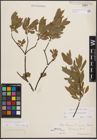 Foto von Salix cinerea L. x Salix purpurea L.